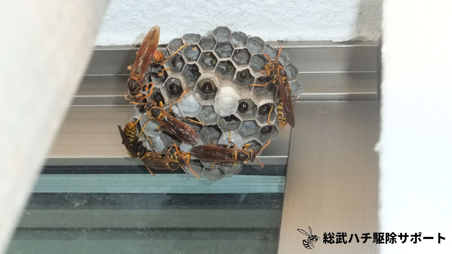 佐倉市でアシナガバチの巣を駆除した様子