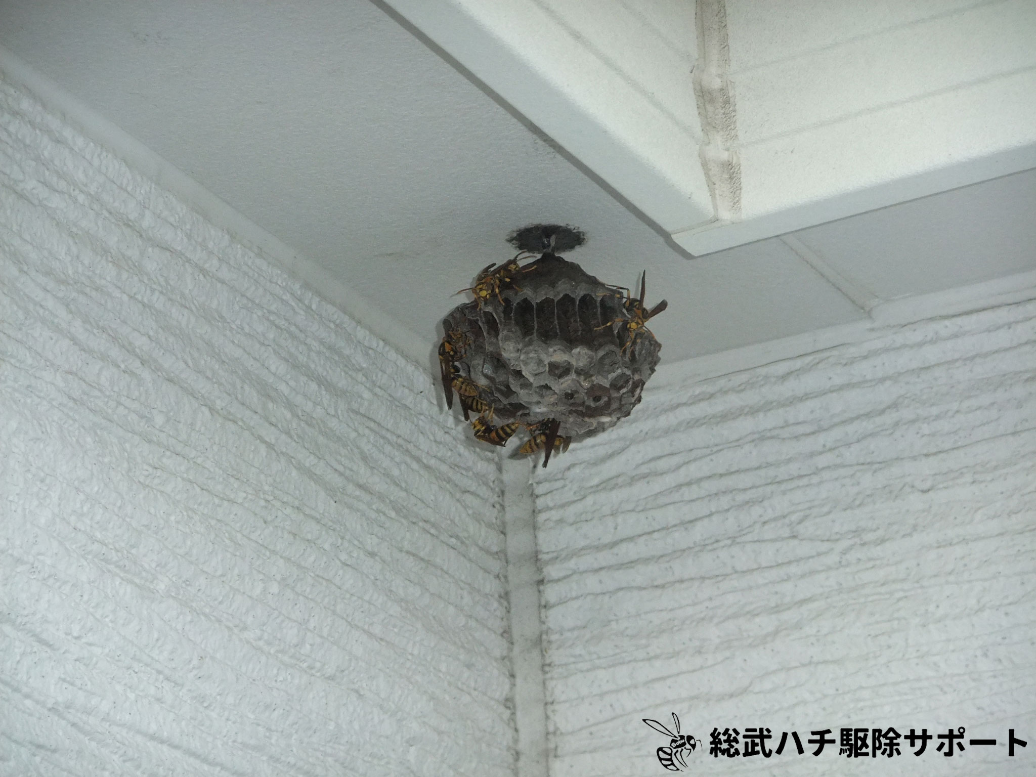 東京都品川区 マンションのベランダの軒下のアシナガバチの巣を駆除