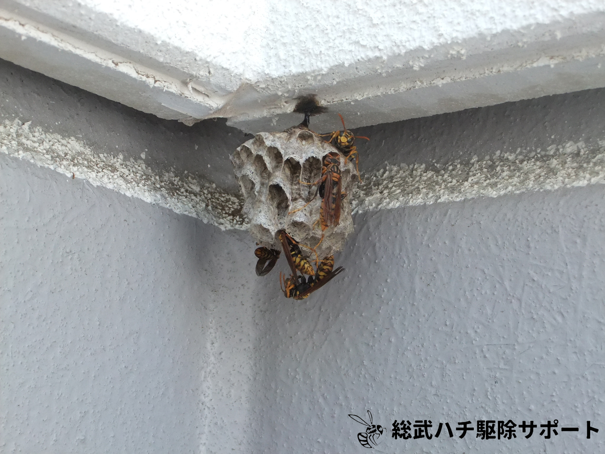 横浜市泉区 ベランダの壁にできたアシナガバチの巣の駆除