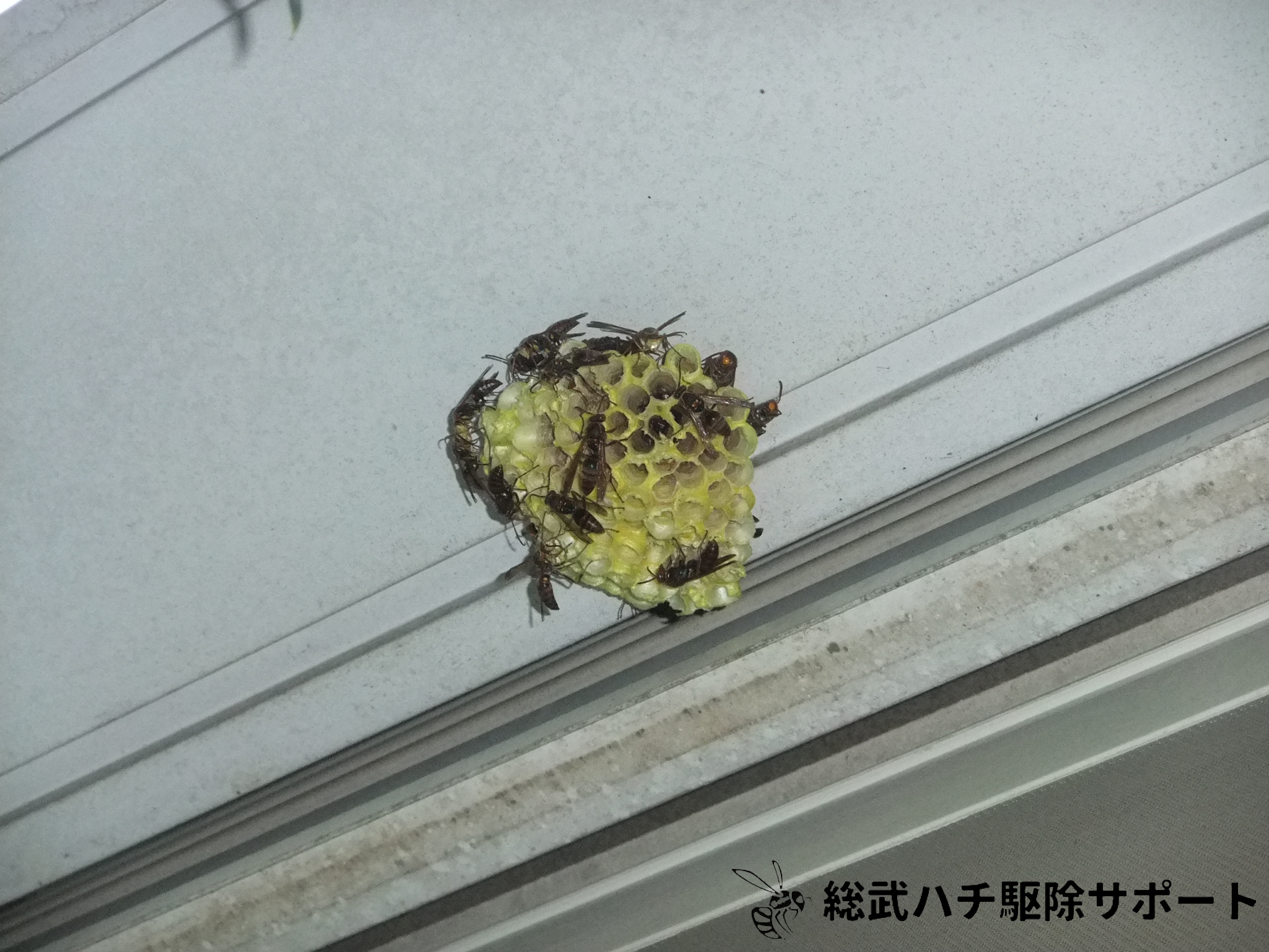 津田沼でマンションのベランダの窓にできたアシナガバチの巣を駆除