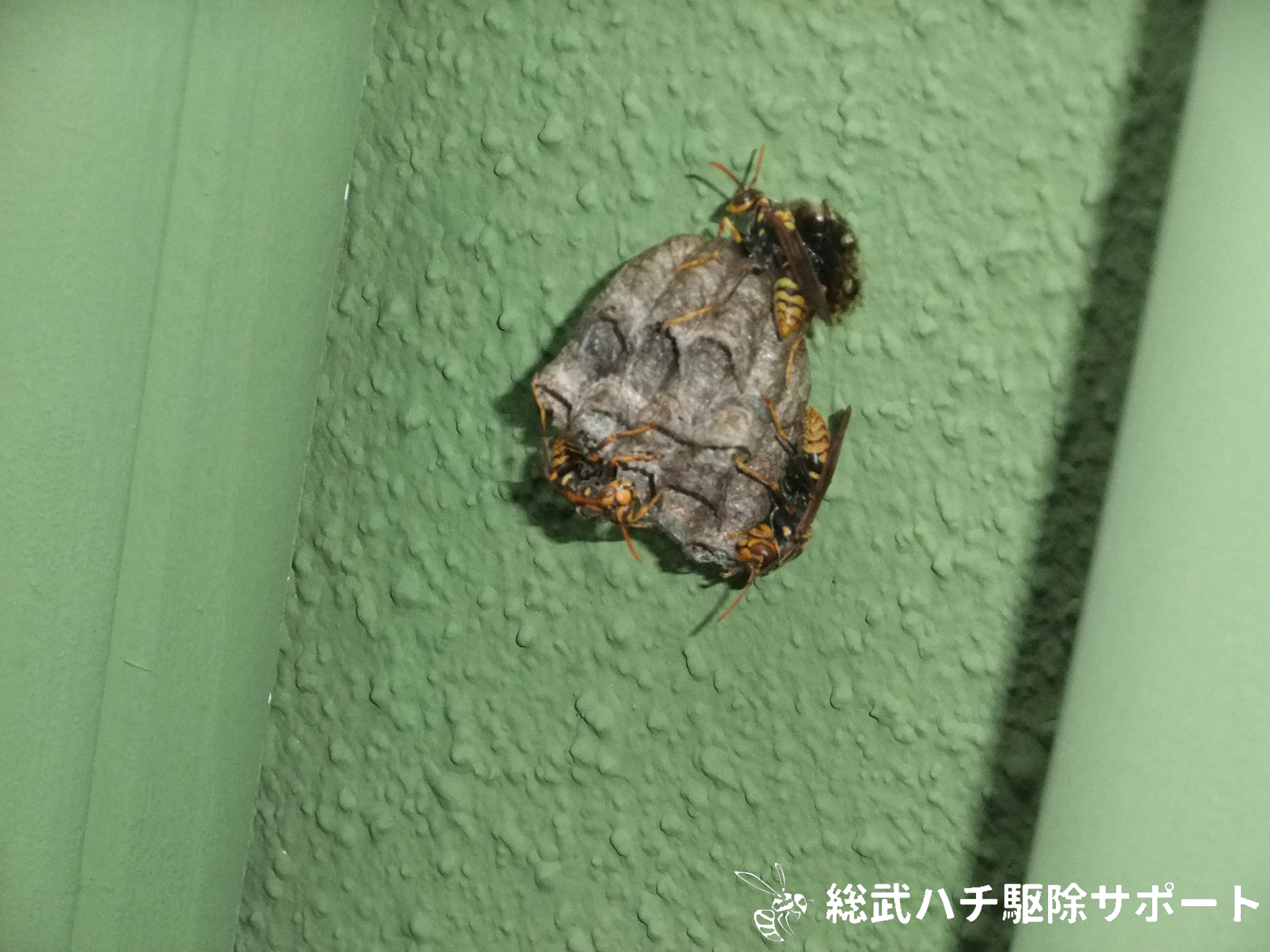 海浜幕張でマンションのベランダの壁にできたアシナガバチの巣を駆除