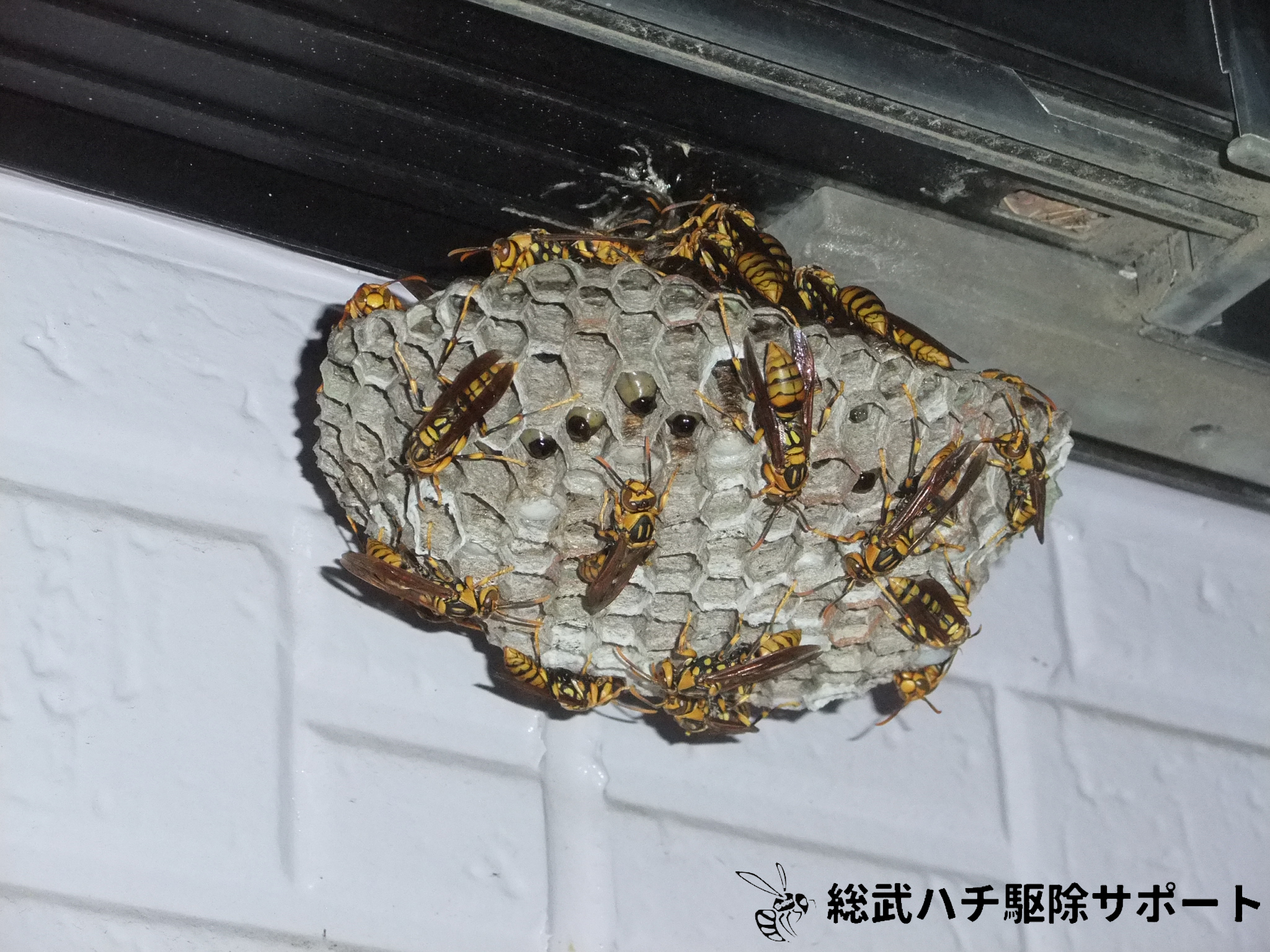 蘇我で窓の下にできたアシナガバチの巣を駆除